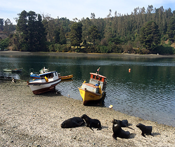 botes con lobos web